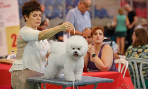 International Dog Show in Israel 28.05.2022