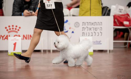 International Dog Show in Israel 12.03.2022