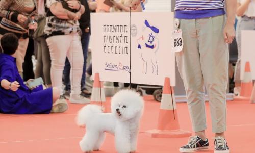 International Dog Show in Israel 05.11.2022