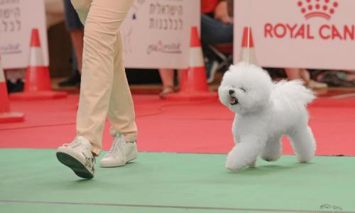 New Interchampion in our kennel Bichon Frise in Israel