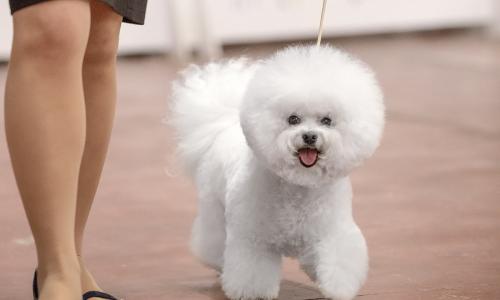 Great news for the kennel Bichon Frise in Israel. Winner - "Dog of the Year 2022"