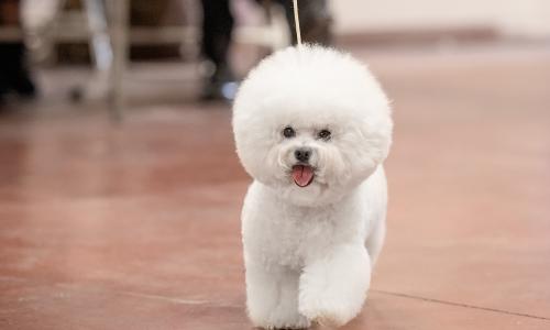 Great news for the kennel Bichon Frise in Israel. Winner - "Dog of the Year 2022"
