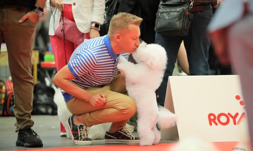 Everything for Bichon Frise in Germany
