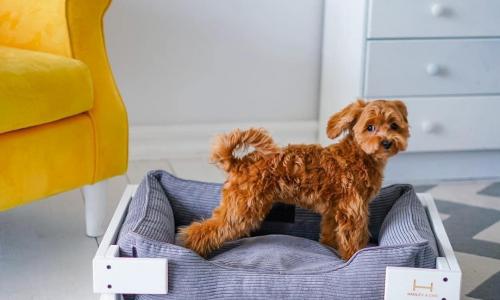 Comfort and style in the daily life of your pets