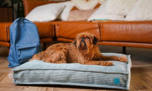 Comfort and style in the daily life of your pets
