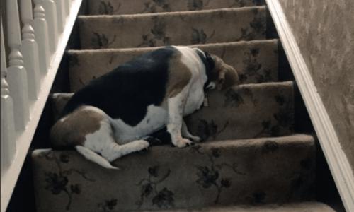 Photo of funny dogs that can fall asleep anywhere