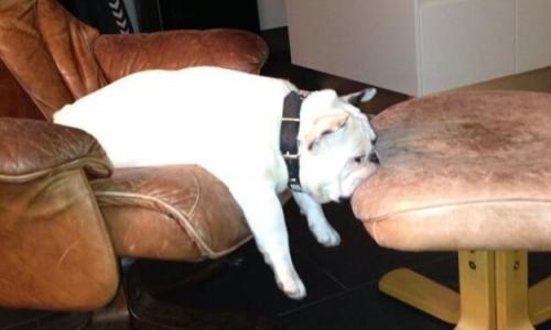 Photo of funny dogs that can fall asleep anywhere