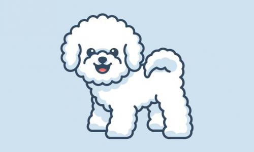 TOP Breeders Bichon Frise. And where you can buy a puppy